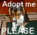 adopt me avatar
