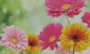 flowers in rain