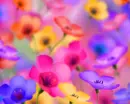 The Flowers
