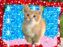 A cute cat