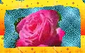 A pretty rose