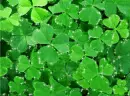 Shamrock - background