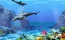 Background - dolphins - 
