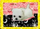 A cute puppy