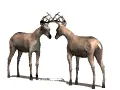 Deer/Bucks Rivalry