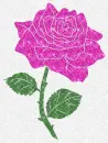 Beautiful pink rose