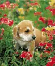 Dog - Background
