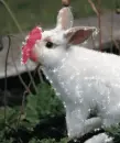 Bunny - background