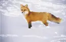 Fox - background