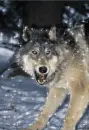 Wolf - background