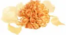 Bouquet - background