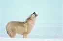 Wolf - background