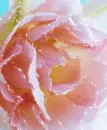 Flowers - Background