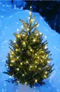 Christmas - background - xmas