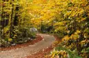 Autumn / Fall - background - aut
