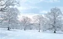 Snowy Tree - background - win