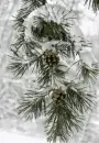 Snowy Tree - background - win