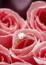 Pink roses - background