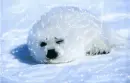 Winter seal - background