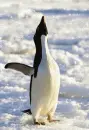 Penguin - background