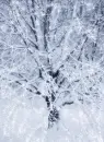 Snowy Tree - background - win