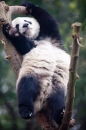 Paaanda :3