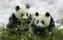 Panda - background