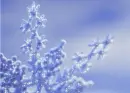 Snowflake - background - win