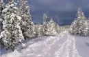 Snowy Tree - background - win