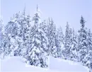 Snowy Tree - background - win