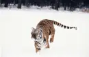 Tiger - background
