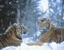 Tiger - background