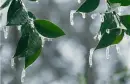 Icy tree - background