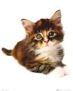 cutee
