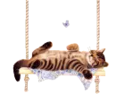 swinging cat