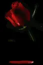 rose06