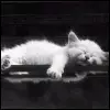 pussycat sleeps