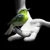 bird on hand