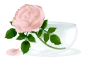 Coffee Rose