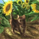 Cutie Cat