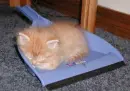 cutecat