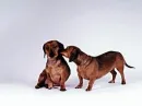 dachshund