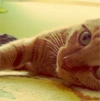 kity
