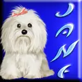 White Dog Avatar - Jane