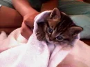CATS2