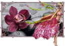 Orchid, rain, girl