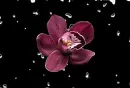 Orchid