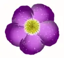 Purple flower