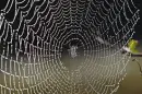 dew drops  on spider webs