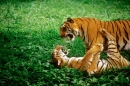 Tigers Fighting